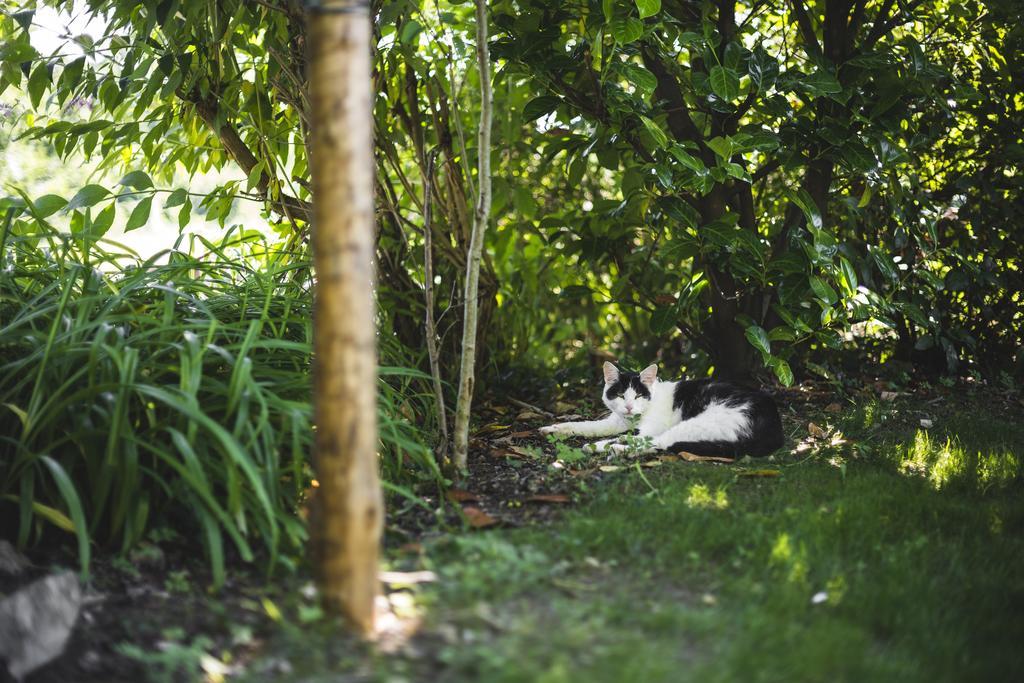 Rimont Domaine De Terrac Bed & Breakfast エクステリア 写真